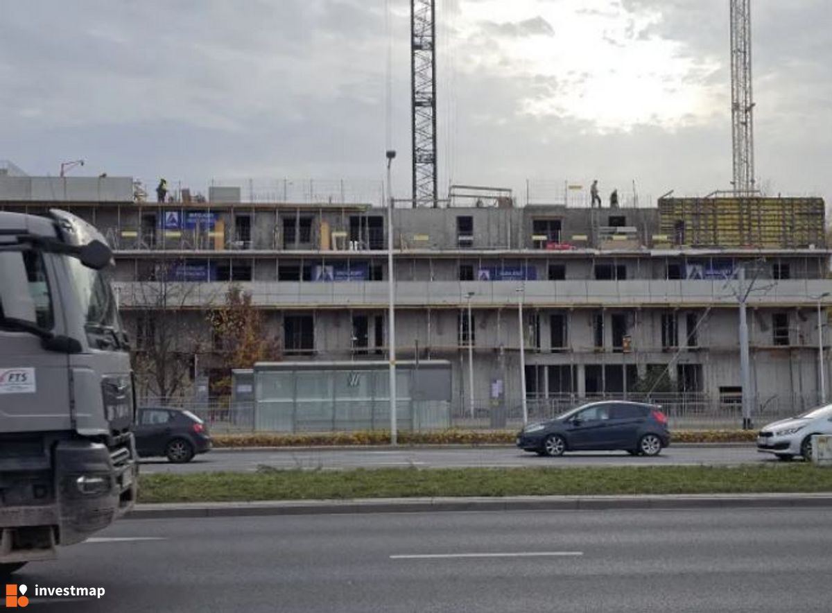 Zdjęcie Kosmos fot. Orzech 