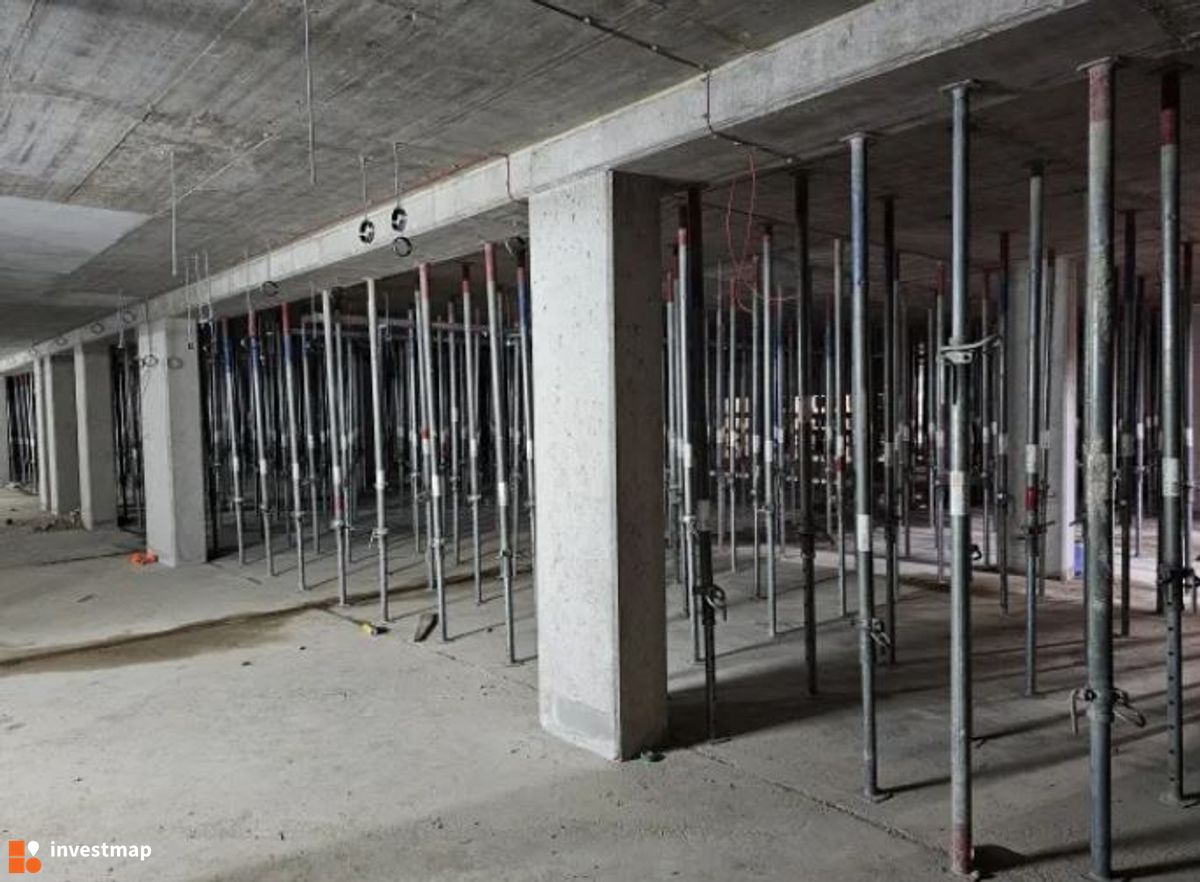 Zdjęcie Kosmos fot. Orzech 