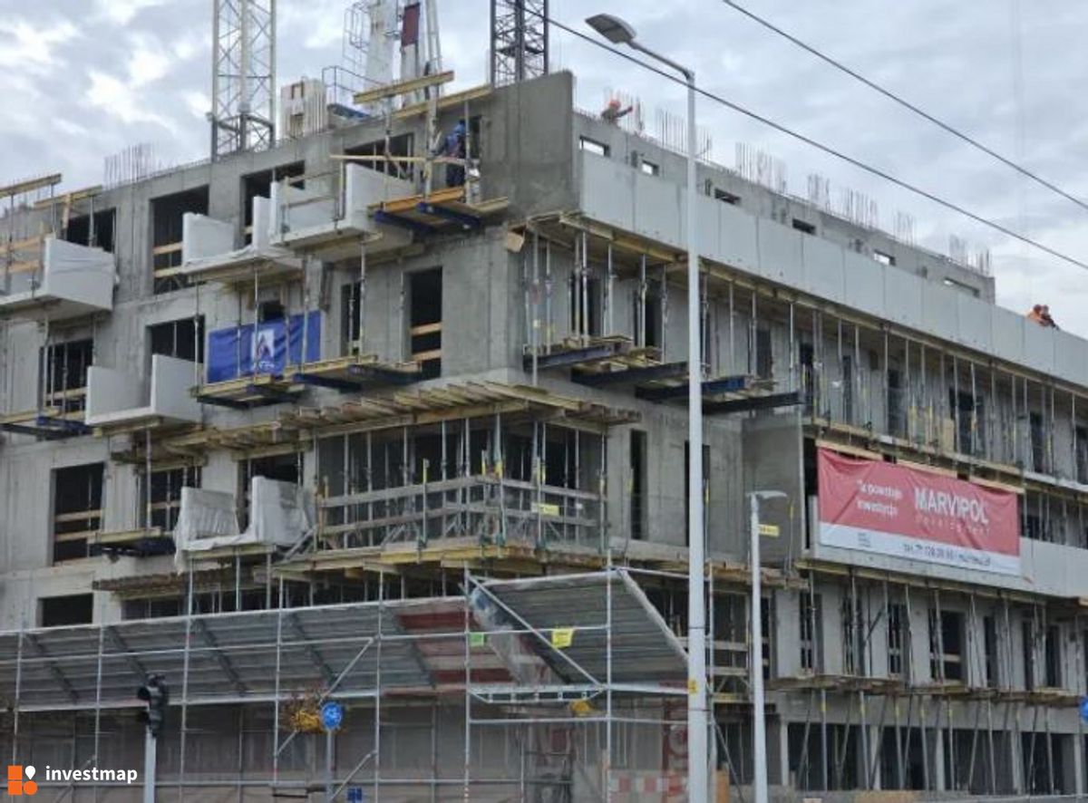 Zdjęcie Kosmos fot. Orzech 