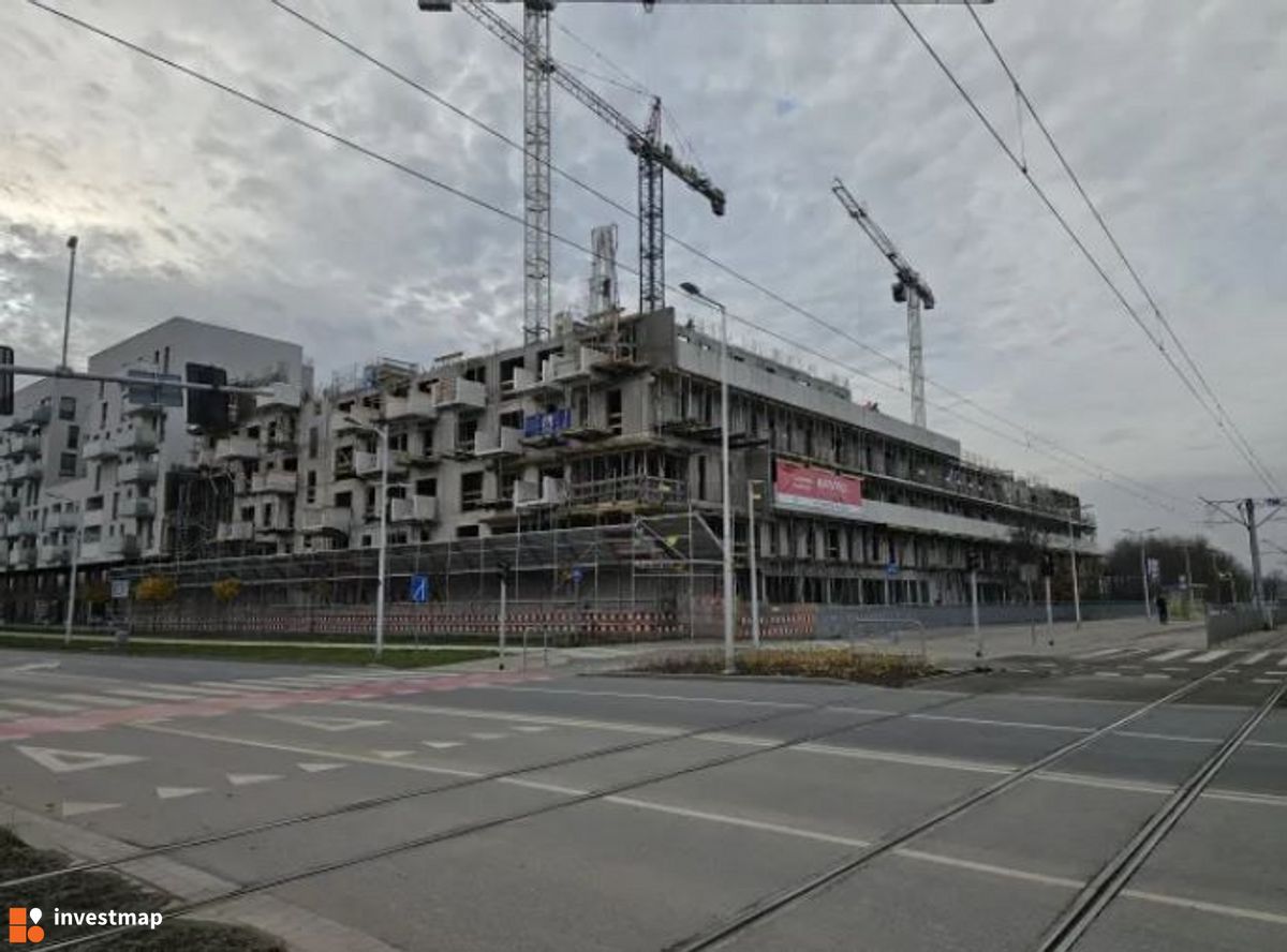 Zdjęcie Kosmos fot. Orzech 