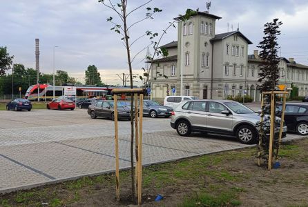 fot. Orzech
