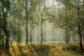 Pierwszy krok rządu w kierunku ochrony cennych lasów w Polsce