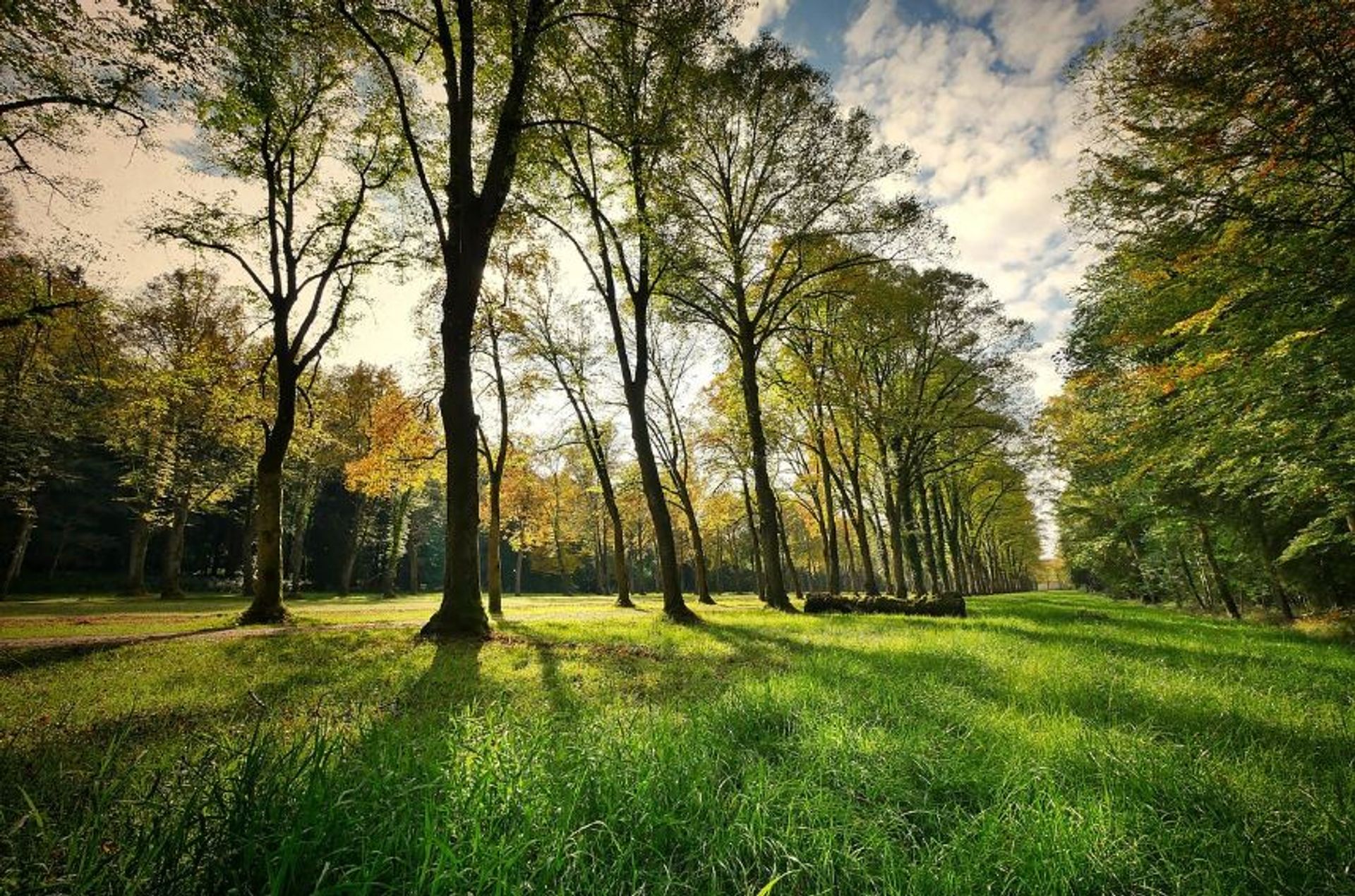 Tysiące drzew, nowe tereny i parki. Zieleń zmienia Kraków! 