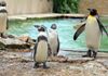 Ogłoszono przetarg na nowy obiekt dla pingwinów w Nowym ZOO w Poznaniu