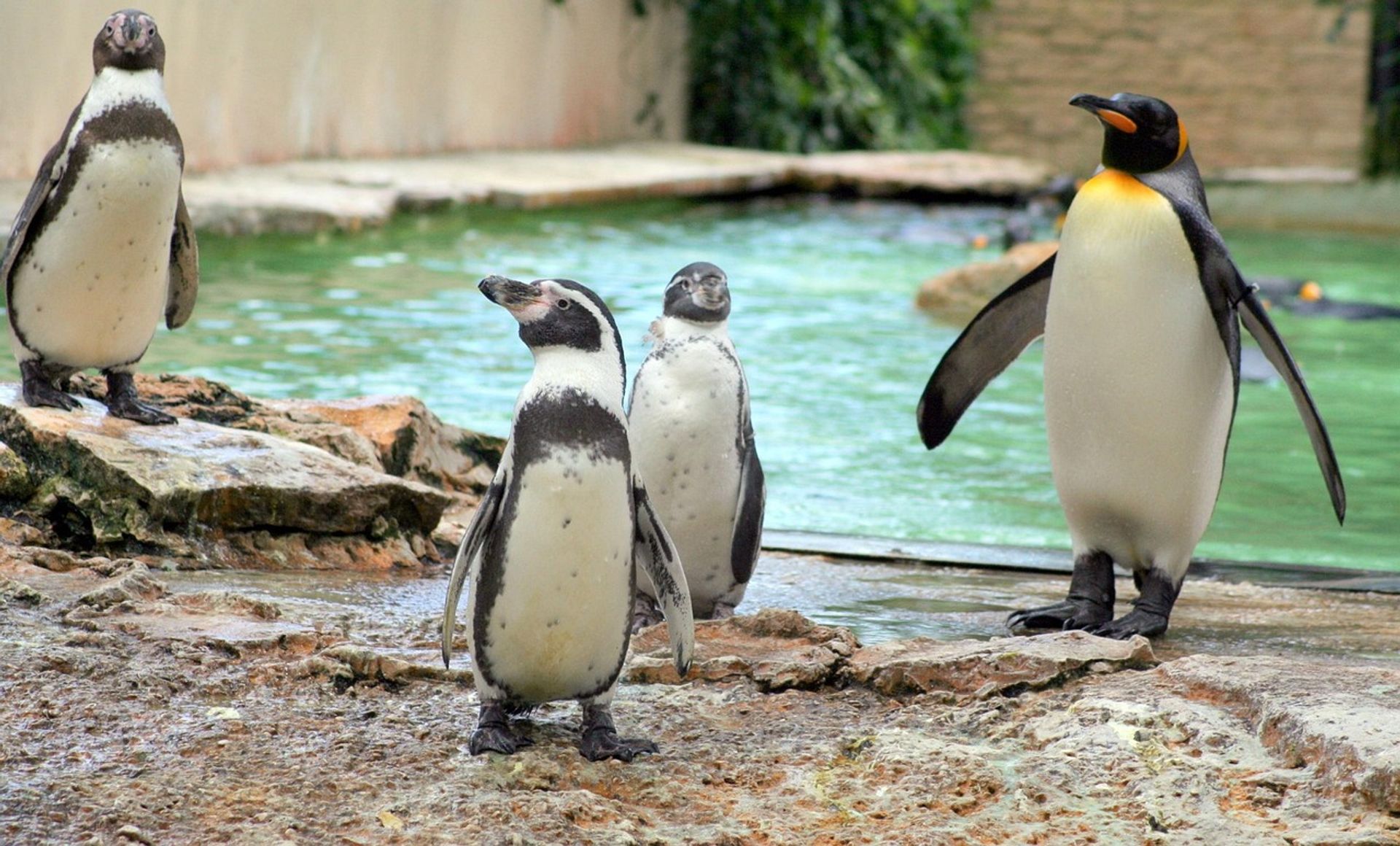 Ogłoszono przetarg na nowy obiekt dla pingwinów w Nowym ZOO w Poznaniu