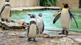 Ogłoszono przetarg na nowy obiekt dla pingwinów w Nowym ZOO w Poznaniu