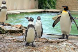 Ogłoszono przetarg na nowy obiekt dla pingwinów w Nowym ZOO w Poznaniu