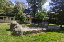Warszawskie ZOO otwiera powiększony wybieg dla gepardów