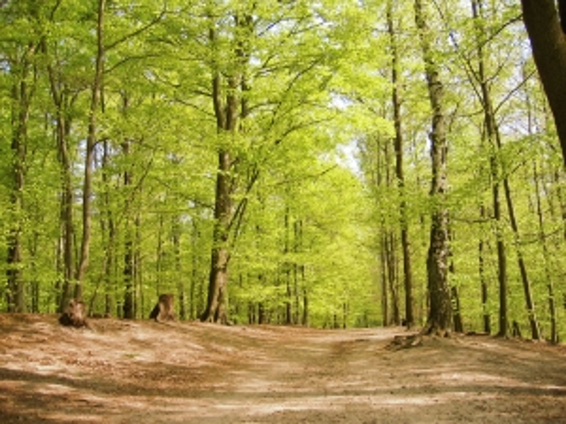  Park Zdrojowy w Goczałkowicach przejdzie rewitalizację