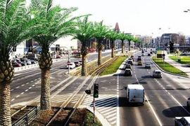 Wrocław: Palm wzdłuż Legnickiej nie będzie. Zastąpią je drzewa rodzime?