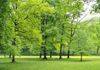 [Polska] Rząd chce zmniejszyć opłaty za wycinki drzew. Aktywiści: to "prezent" dla deweloperów