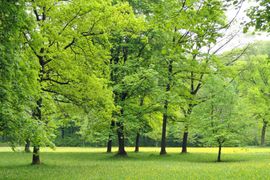 [Polska] Rząd chce zmniejszyć opłaty za wycinki drzew. Aktywiści: to "prezent" dla deweloperów