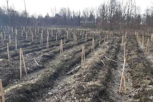 Rozpoczęły się nasadzenia lasów w Hucie Miedzi Głogów