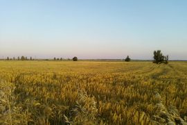 [Polska] Obrót ziemią rolną po 30 kwietnia będzie jednak możliwy? Przepisy nowelizacji pozostawiają furtkę do obrotu ziemią z pominięciem prawa pierwokupu