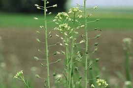 Poznań: Biopaliwa z polskich pól. ORLEN rozwija współpracę z nauką i rolnictwem