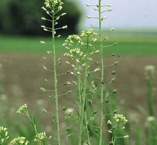 Poznań: Biopaliwa z polskich pól. ORLEN rozwija współpracę z nauką i rolnictwem