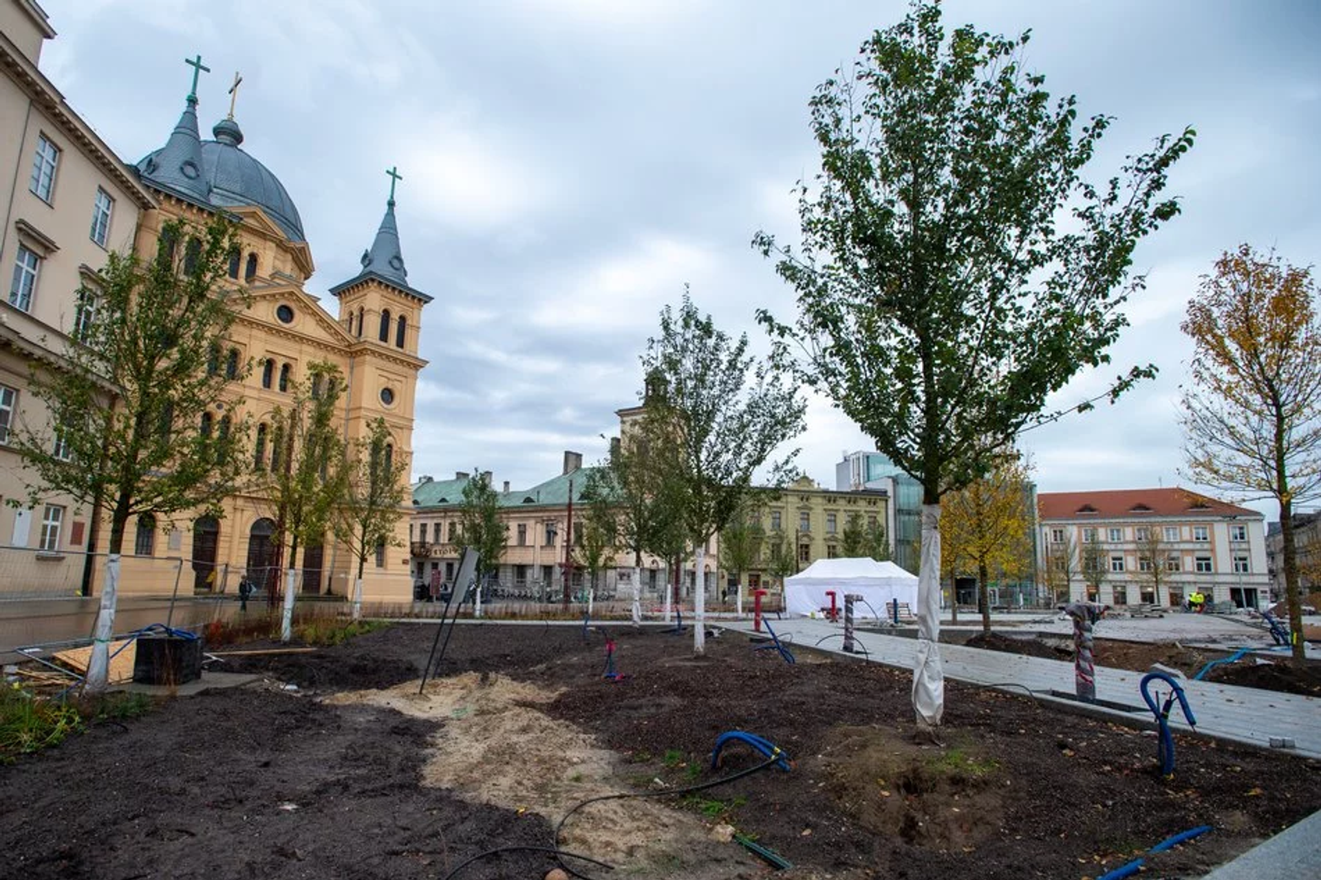 Ponad 100 tys. drzew przybyło w Łodzi w 2023 r.! Gdzie się pojawiły?  