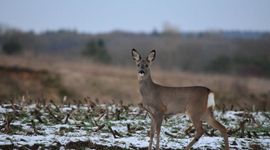 Miasto Kraków nabyło działki przy ul. Wrzosowej. Powstanie tam Ośrodek Rehabilitacji Dzikich Zwierząt [FILM]
