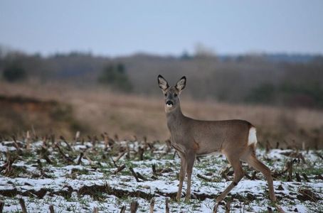 Miasto Kraków nabyło działki przy ul. Wrzosowej. Powstanie tam Ośrodek Rehabilitacji Dzikich Zwierząt [FILM]