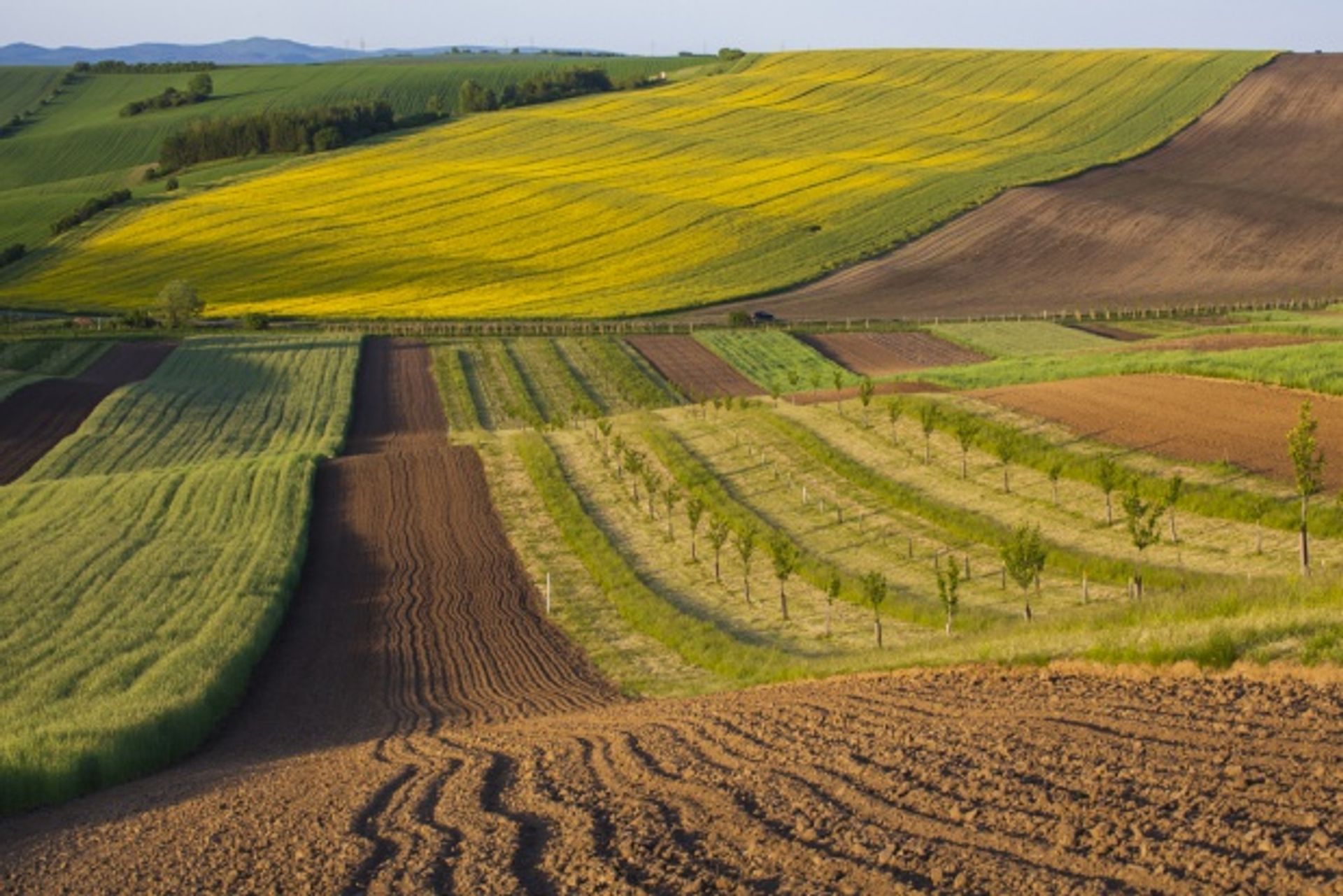  Obrót gruntami rolnymi: niemiecki rolnik może kupić polską ziemię