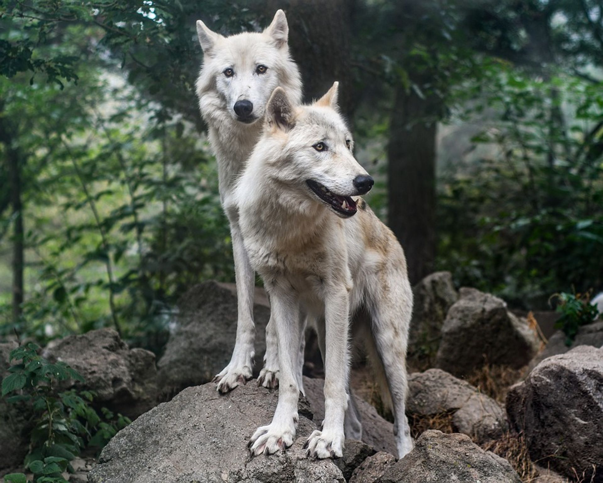  Wrocławskie ZOO wybuduje w przyszłym roku nowe obiekty dla wilków europejskich