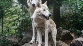 [Wrocław] Wrocławskie ZOO wybuduje w przyszłym roku nowe obiekty dla wilków europejskich