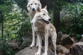 [Wrocław] Wrocławskie ZOO wybuduje w przyszłym roku nowe obiekty dla wilków europejskich