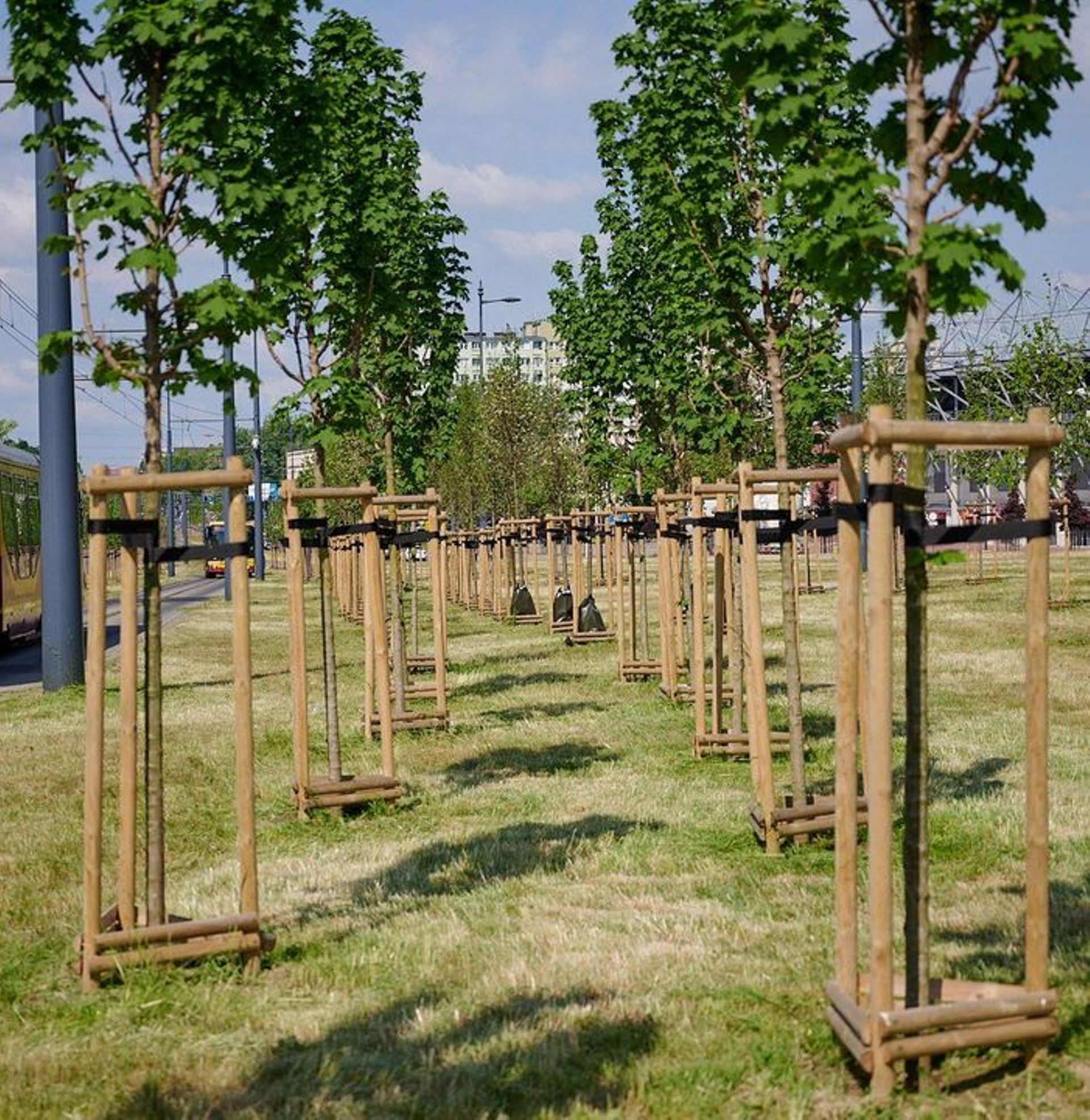 Duży projekt ekologiczny w Łodzi. Posadzą 20 tysięcy drzew