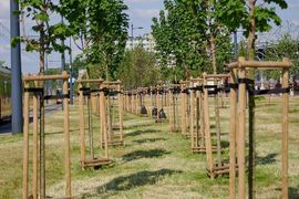 Duży projekt ekologiczny w Łodzi. Posadzą 20 tysięcy drzew