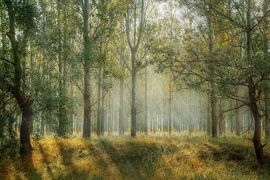 TAURON posadził 200 tysięcy drzew na Górnym i Dolnym Śląsku oraz w Małopolsce
