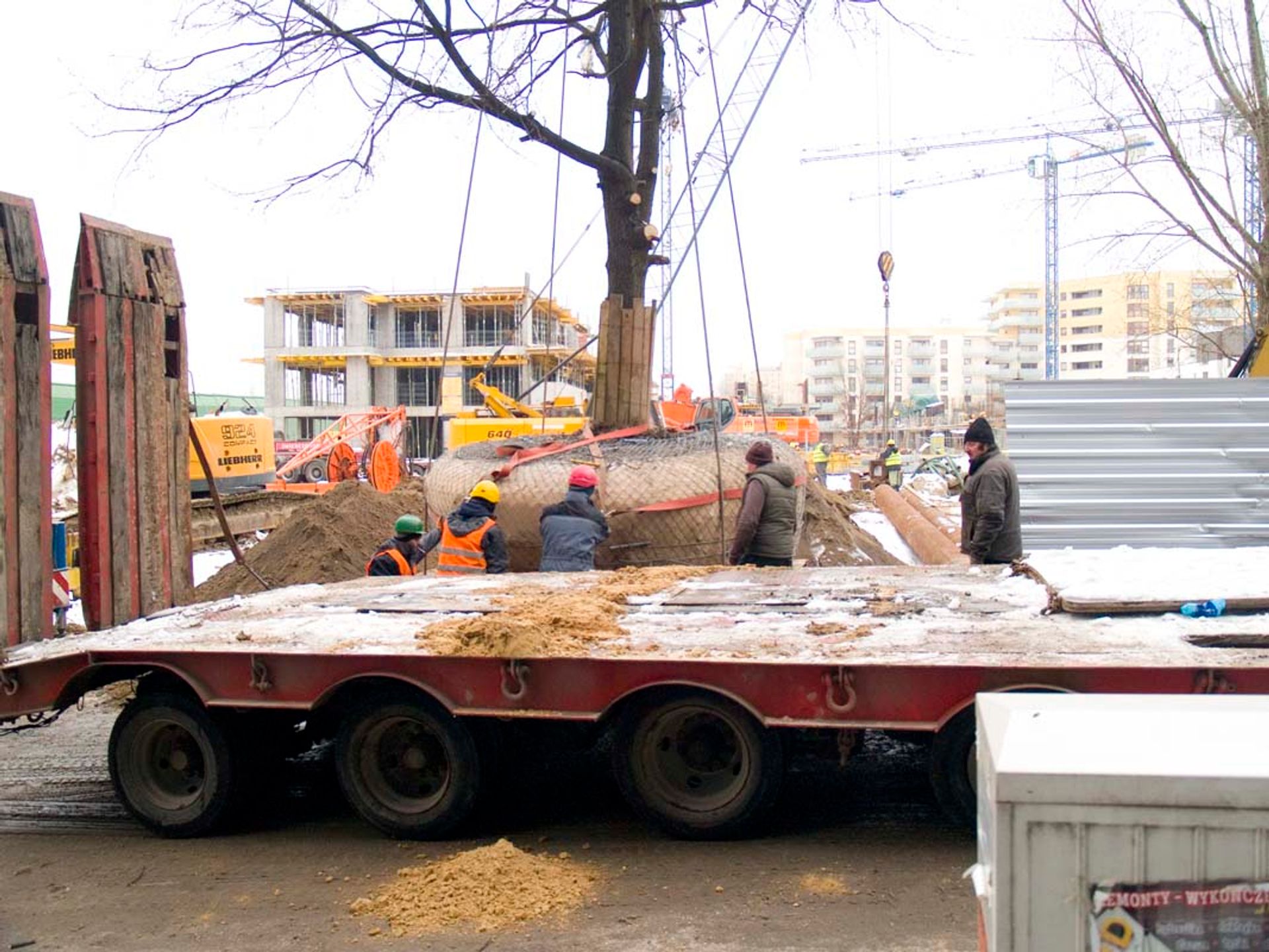 [Warszawa] Inwestor przesadza 29-tonowy dąb szypułkowy, jako kolejne duże drzewo na terenie budowy przy ul. Pełczyńskiego 20C w Warszawie