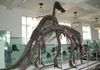Warszawa zamierza zbudować Muzeum Historii Naturalnej. Polska dołącza do europejskich stolic z własnym „muzeum życia na Ziemi”