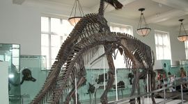 Warszawa zamierza zbudować Muzeum Historii Naturalnej. Polska dołącza do europejskich stolic z własnym „muzeum życia na Ziemi”