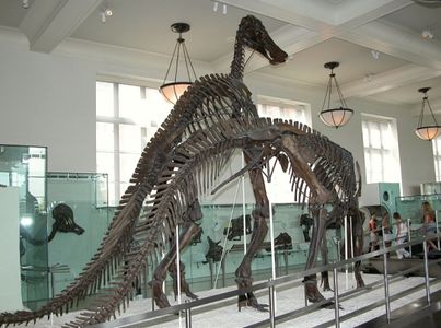 Warszawa zamierza zbudować Muzeum Historii Naturalnej. Polska dołącza do europejskich stolic z własnym „muzeum życia na Ziemi”