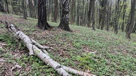 Miasto Kraków kupiło 13 ha lasu