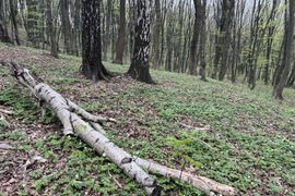 Miasto Kraków kupiło 13 ha lasu