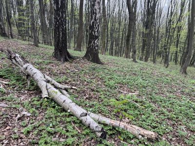 Miasto Kraków kupiło 13 ha lasu