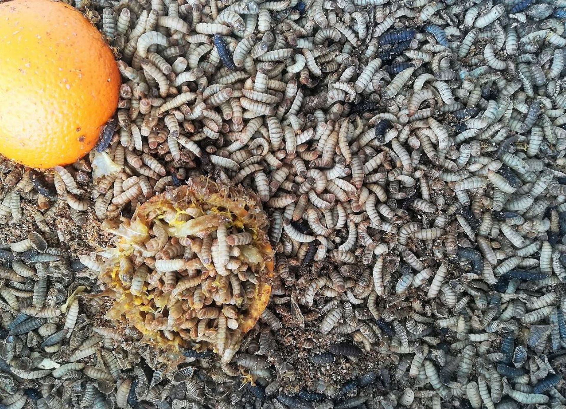 Holenderska firma Protix chce hodować larwy much w Polsce