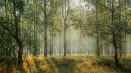 W Polsce zostanie ograniczona wycinka lasów! Powstanie też 9 "lasów społecznych" [FILM]