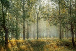 W Polsce zostanie ograniczona wycinka lasów! Powstanie też 9 "lasów społecznych" [FILM]