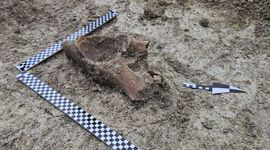 Szczątki mamuta na budowie S17 Via Carpatia pod Zamościem
