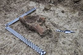 Szczątki mamuta na budowie S17 Via Carpatia pod Zamościem