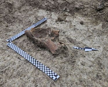 Szczątki mamuta na budowie S17 Via Carpatia pod Zamościem